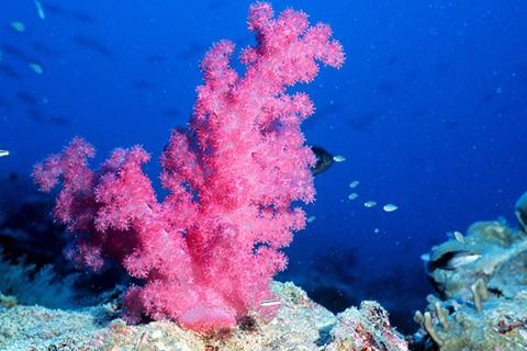 Coral coast 