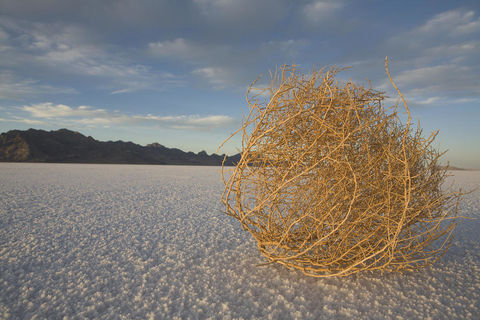 Tumbleweed 