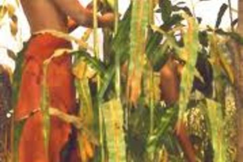 Strength In The Corn
