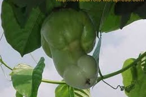 SWEET CORN ! &amp; PORN !?x