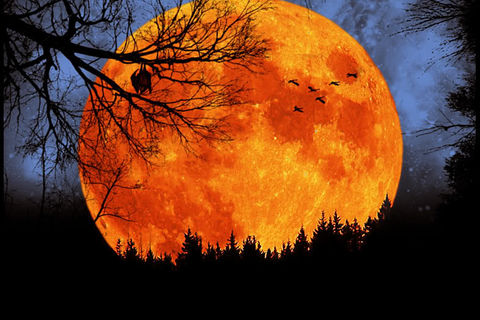 Harvest Moon 
