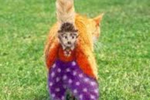 CHARLIE...THE CLOWN CAT!?x