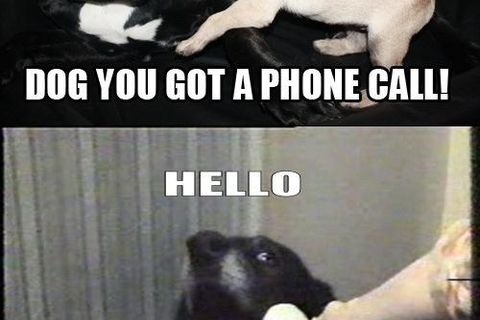 Where is dog?