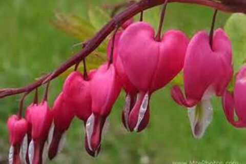 Bleeding Hearts