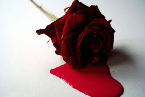 The Bleeding Rose