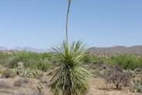 The Yucca Plant.