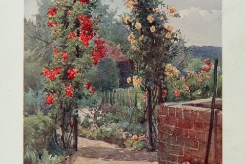A Life Of Roses