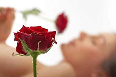 Essence Of The Rose