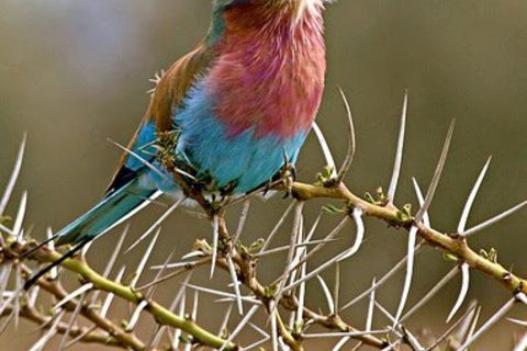 Legend Of The Thorn Bird