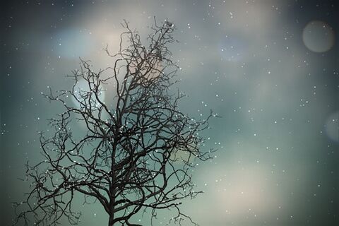 MY WINTER FESTIVAL