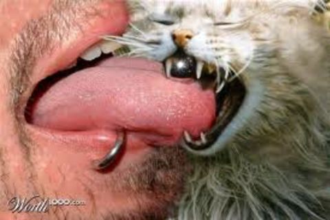 CAT..GOT YA TONGUE !?