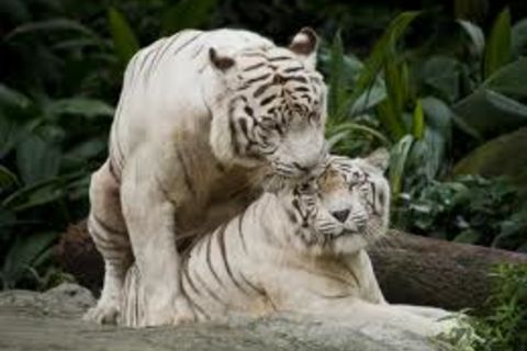 &quot; ROAR !! &quot;