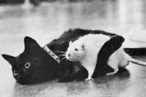 Odd Bedfellows--(ps  Must be read in fake Mexican Accent)