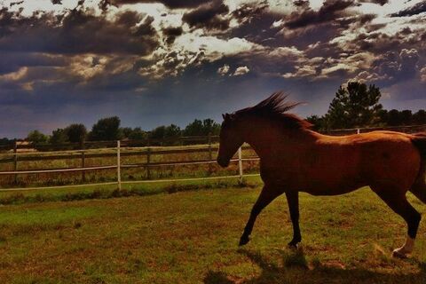 Mustang&#039;s Lament (revised)