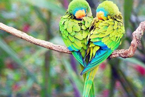 A LOVEBIRD'S SONG