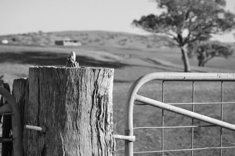 the field gate (seasons)