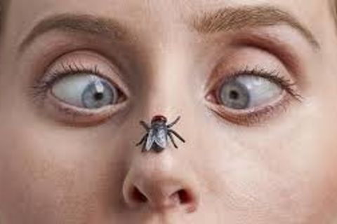 BUZZ!...OFF ?X