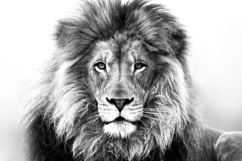 The Lion of Judah