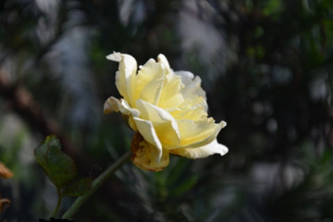 A Wizened Rose    