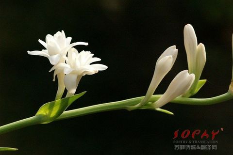 Tuberose 