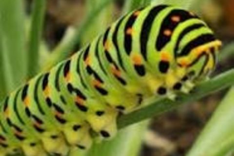 Caterpillar 