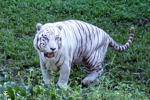 Lightning-Tiger