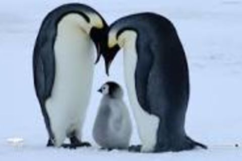 Penguins