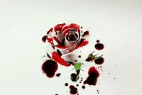 white rose drips my blood