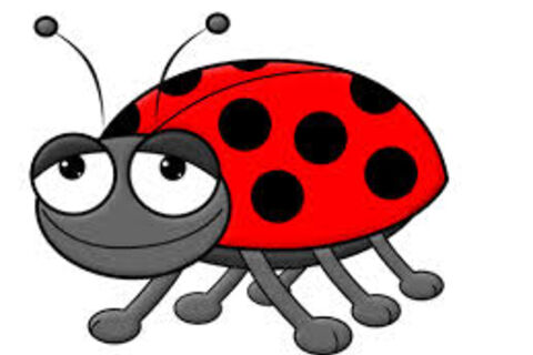 THE LADYBUG