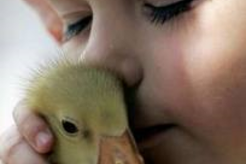 Sophie and the Duck