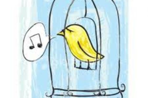 A Little Birdie Told Me
