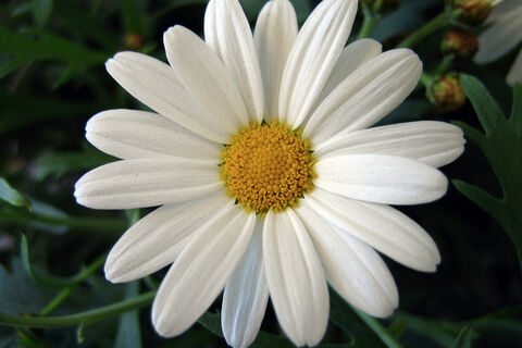 Oops A Daisy