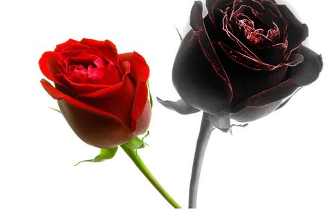 The Shadow of Love