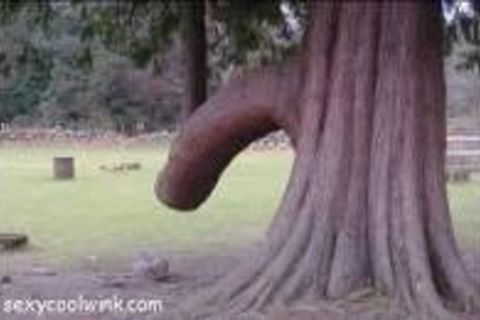Wilting Willow...!