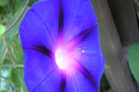  Dawn Of Love 