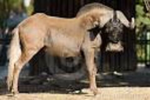 GNU !!