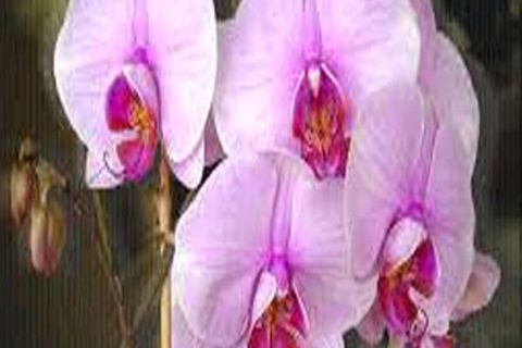 Flowers of Dawn