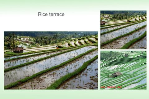 Rice terrace 
