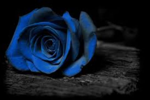 Blue Rose