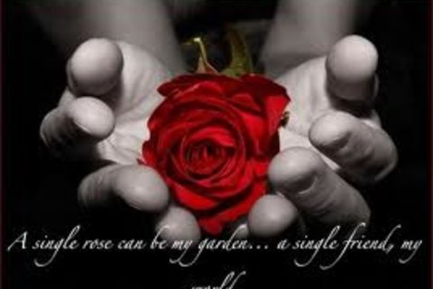 I'm your rose