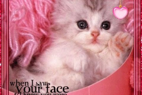 A valentine poem for my kitty 