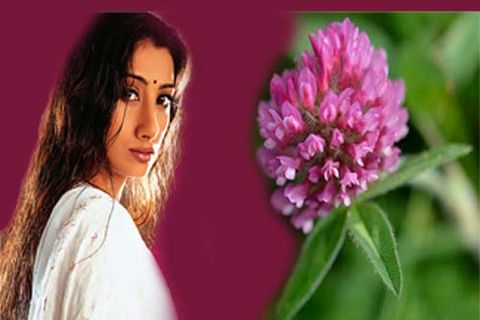Meadow Flower