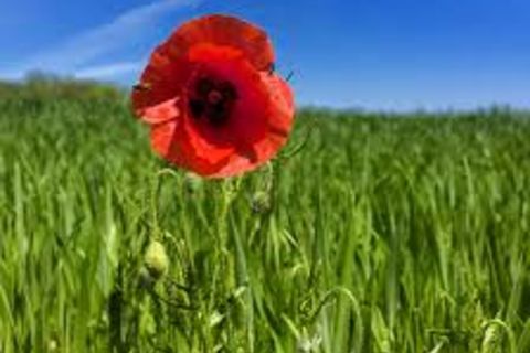 Tendered Flora