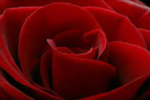 &quot;A flower for my valentine&quot;