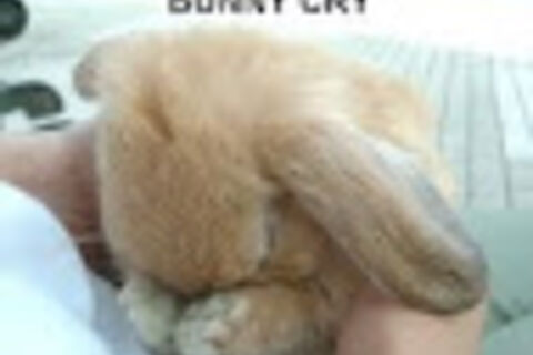 BUNNY TEARS