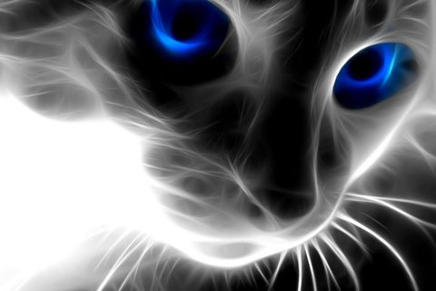 PURR-FECT !?X