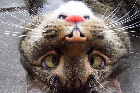 WELL LICKED !?X