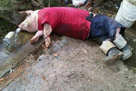 PIGGIN ..OUT !?X