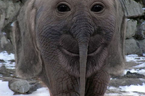 4 EYED ELEPHANT !?x