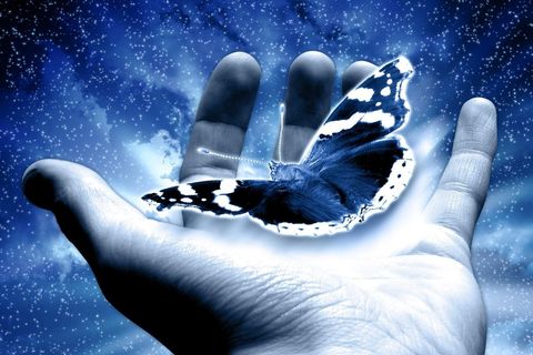 &quot;THE BUTTERFLY INFECTION&quot;